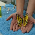 Dekoration von Schröpfgläsern mit Öl und Schmetterling